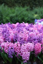 Photo of Many beautiful hyacinth flowers growing outdoors. Spring season