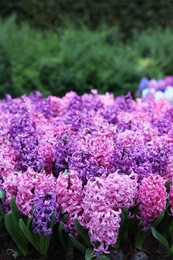 Many beautiful hyacinth flowers growing outdoors. Spring season