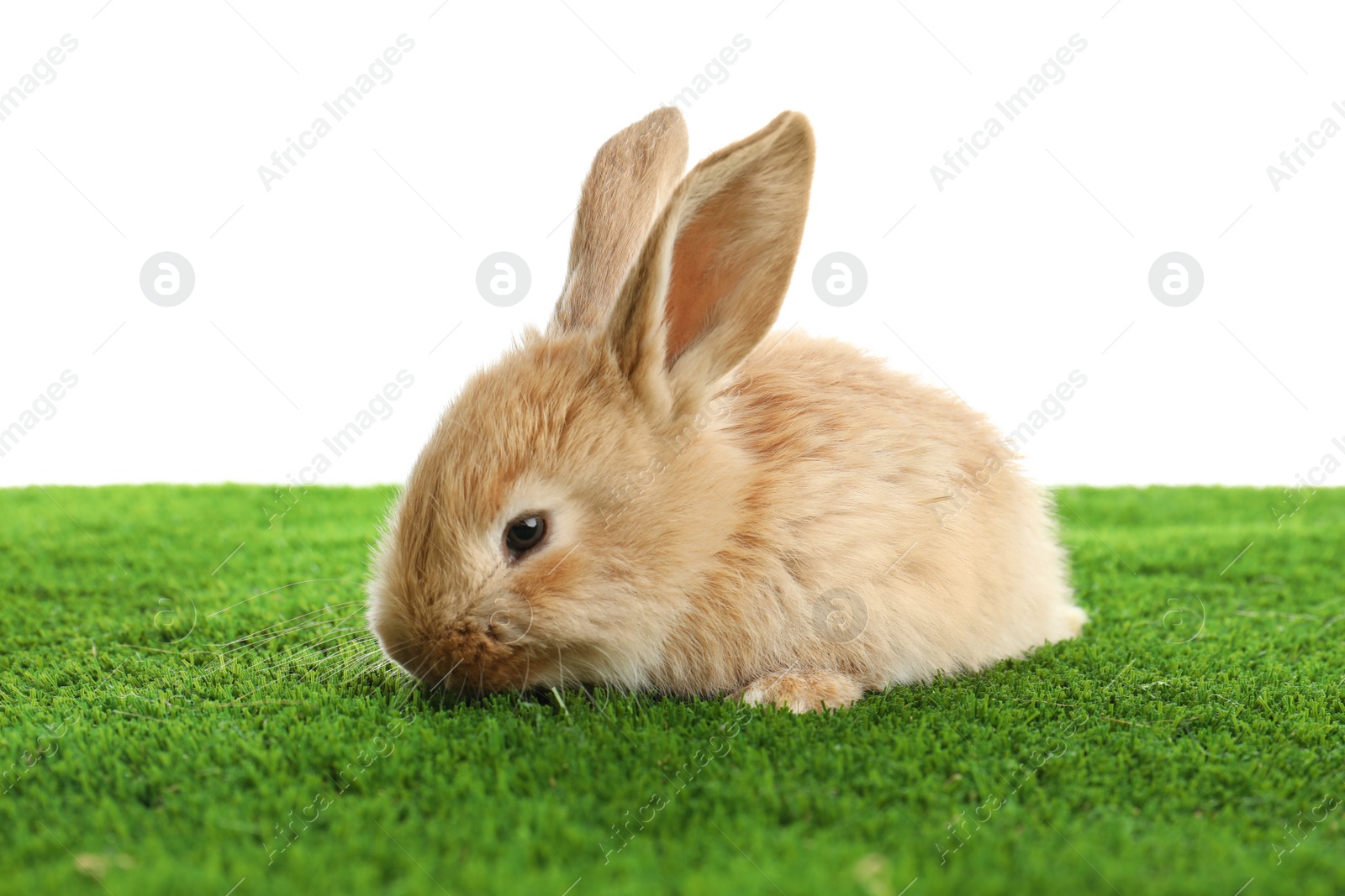 Photo of Adorable furry Easter bunny on green grass against white background