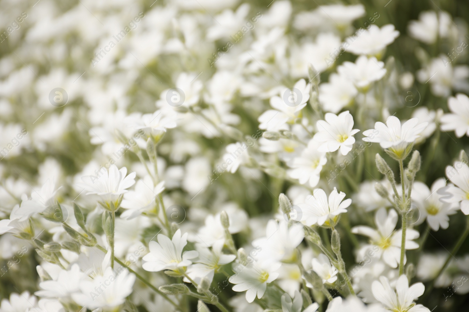 Photo of Closeup view of beautiful white meadowfoam field