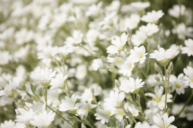 Closeup view of beautiful white meadowfoam field