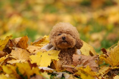 Cute Maltipoo dog playing in heap of dry leaves in autumn park