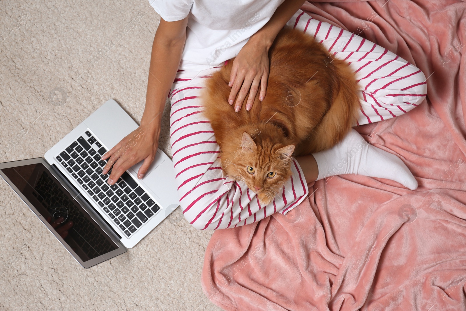 Photo of Woman with cute red cat and laptop on light carpet, top view