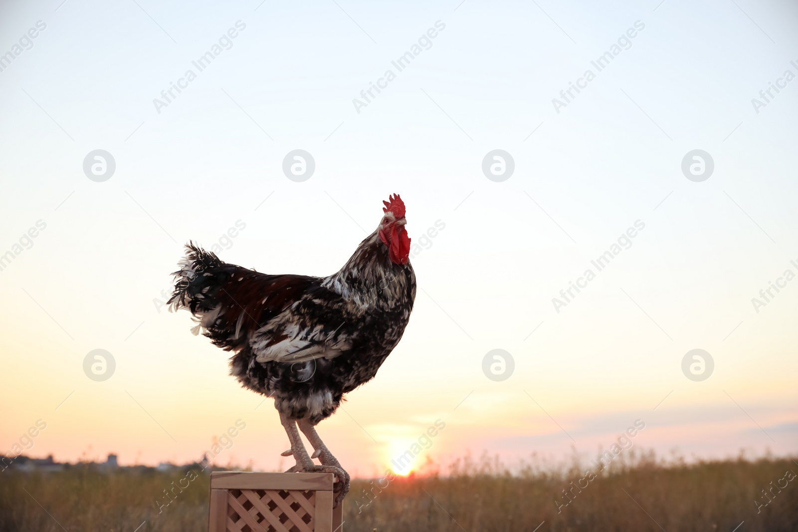 Photo of Big domestic rooster on wooden stand at sunrise, space for text. Morning time