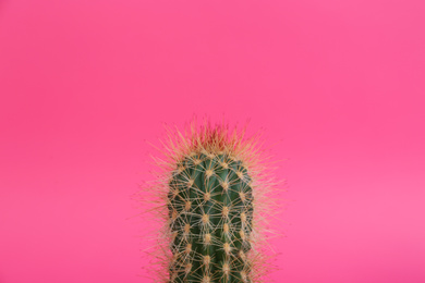 Photo of Beautiful tropical cactus plant on pink background