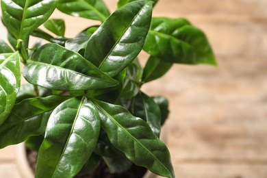 Photo of Fresh coffee green leaves on blurred background, closeup. Space for text