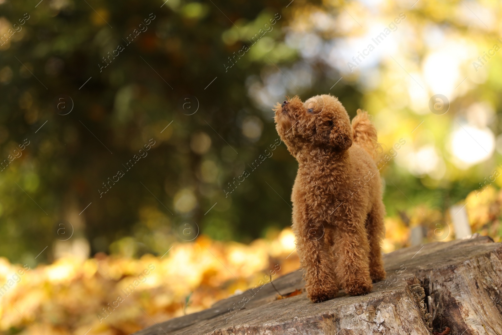 Photo of Cute Maltipoo dog on tree stump in autumn park, space for text