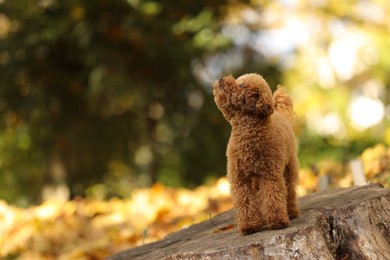 Photo of Cute Maltipoo dog on tree stump in autumn park, space for text