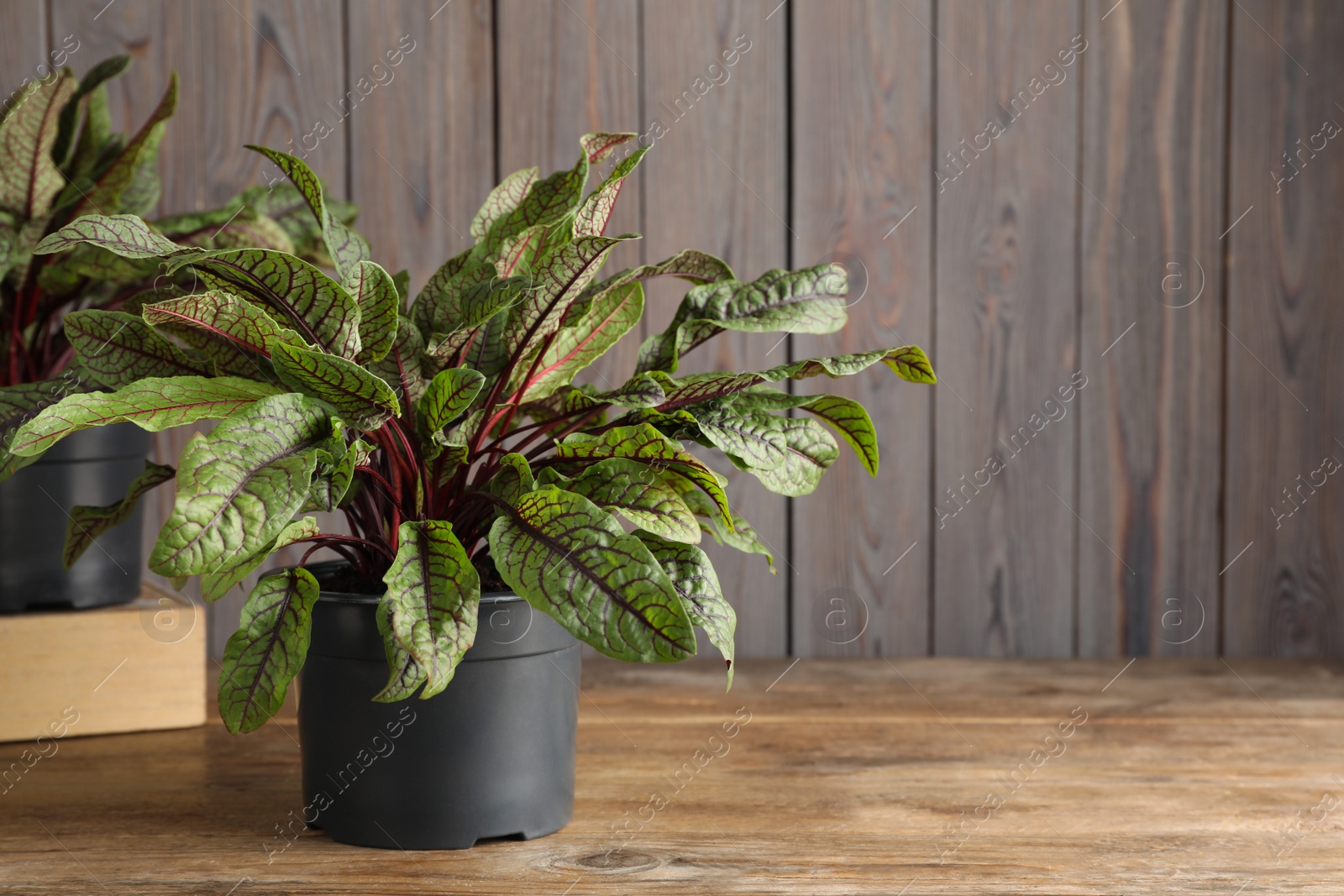 Photo of Sorrel plants in pots on wooden table. Space for text