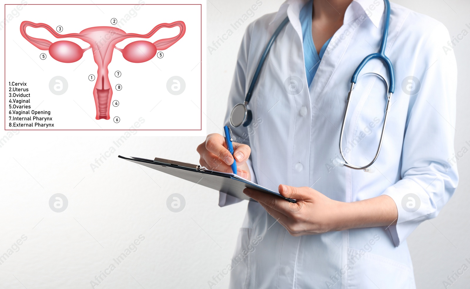 Image of Doctor with clipboard and illustration of female reproductive system on white background, closeup. Gynecological care 