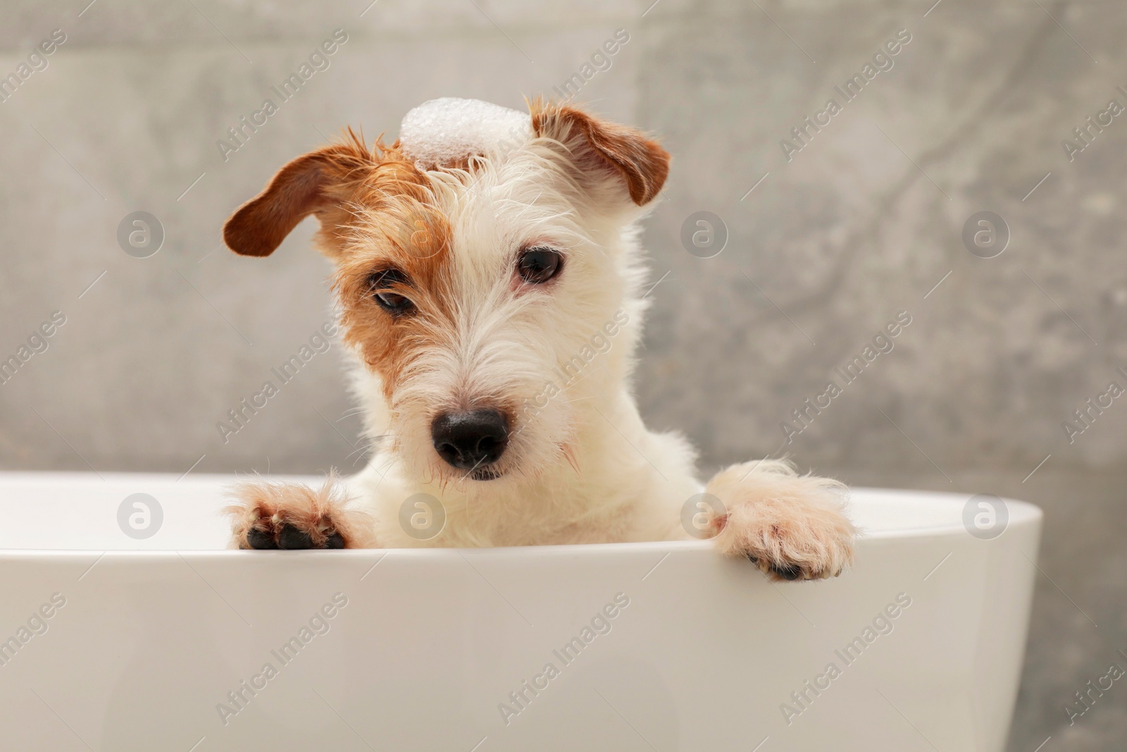 Photo of Portrait of cute dog with shampoo foam on head in bath tub indoors