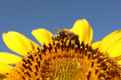 Photo of Honeybee collecting nectar from sunflower against light blue sky, closeup. Space for text