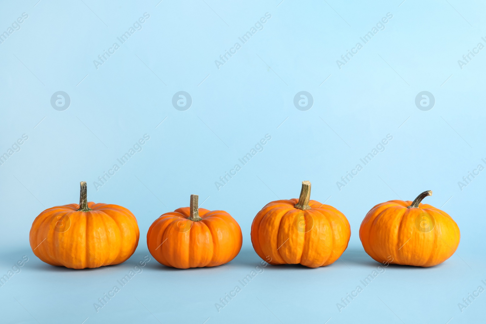 Photo of Fresh ripe pumpkins on light blue background, space for text