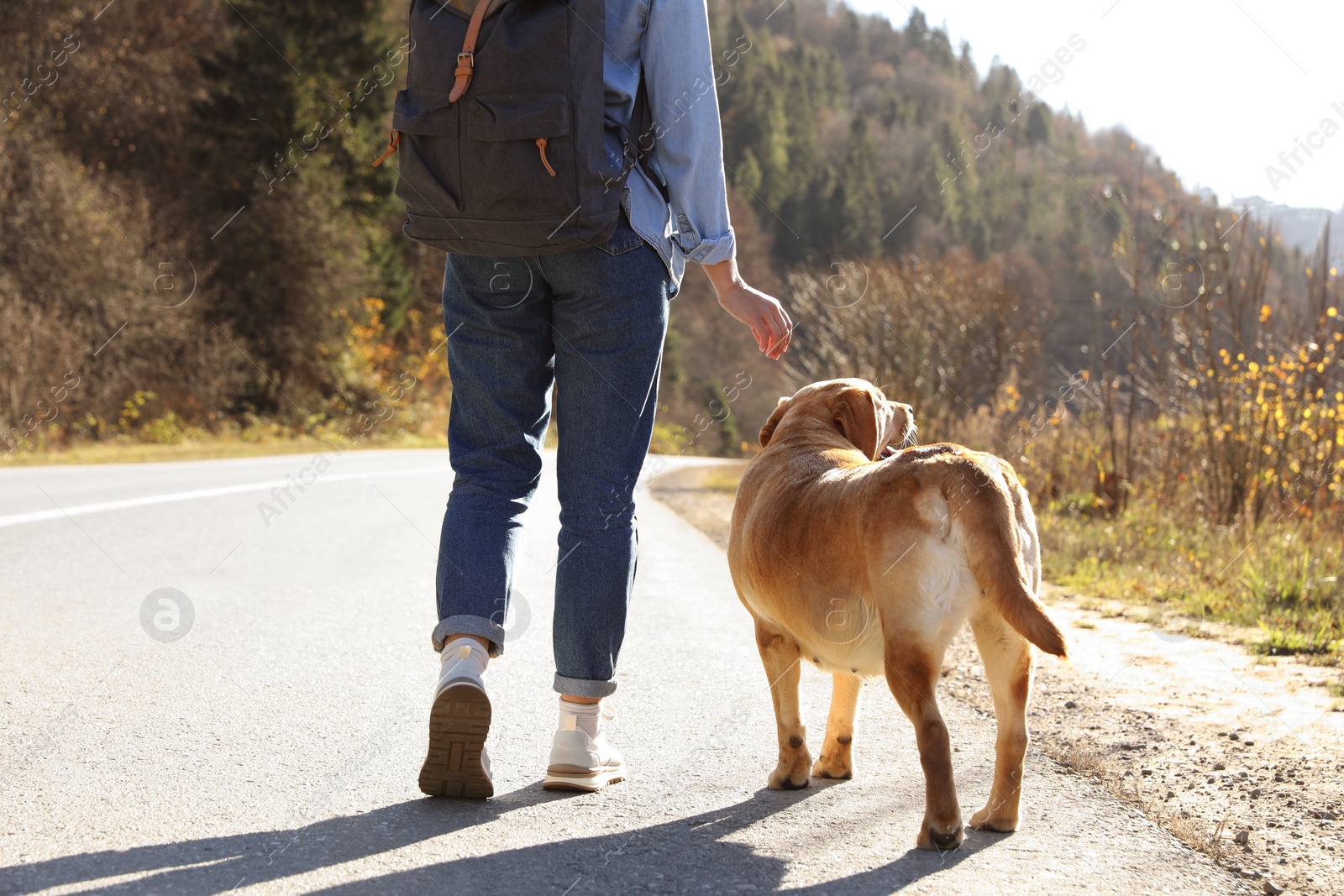 Photo of Woman and adorable dog walking along road, back view. Traveling with pet