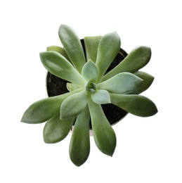 Photo of Beautiful succulent plant in tin can isolated on white, top view. Home decor