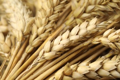 Photo of Dried ears of wheat as background, closeup