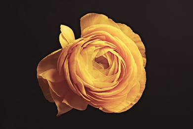 Photo of Beautiful yellow ranunculus on black background. Floral card design with dark vintage effect
