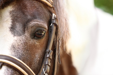 Closeup view of cute brown pony with bridle