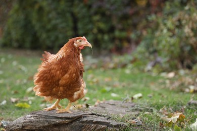 Photo of Beautiful chicken in yard on farm. Domestic animal