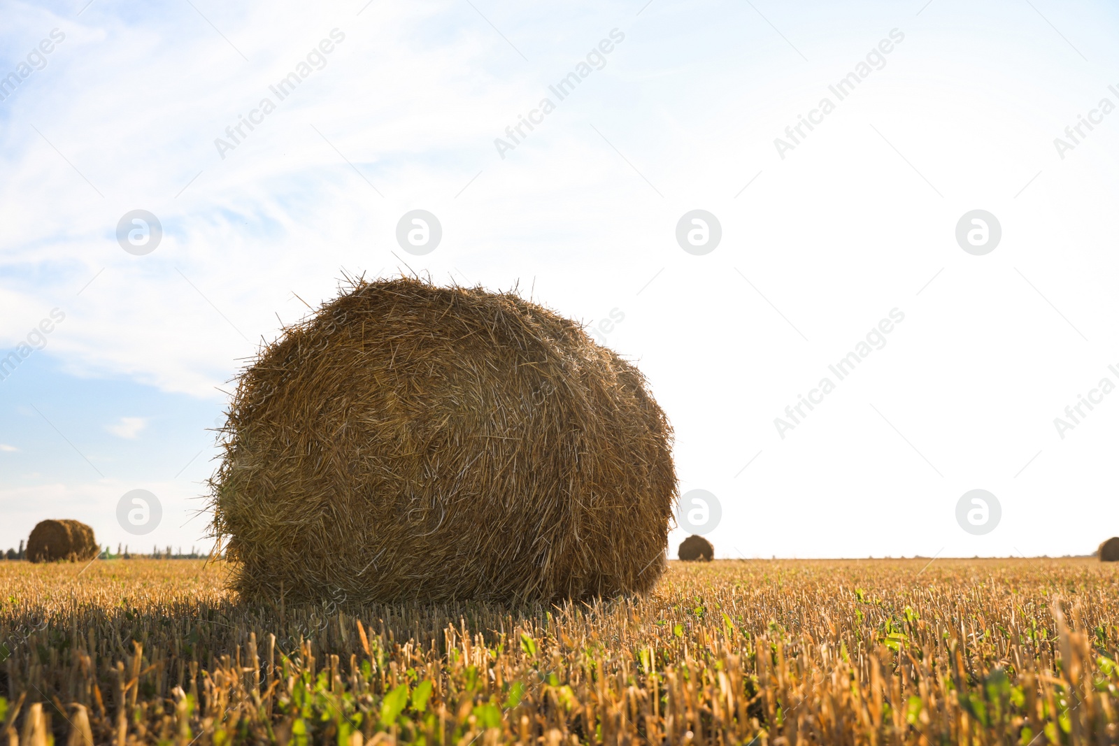 Photo of Round rolled hay bales in agricultural field on sunny day