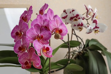 Photo of Beautiful orchid flowers on beige background, closeup