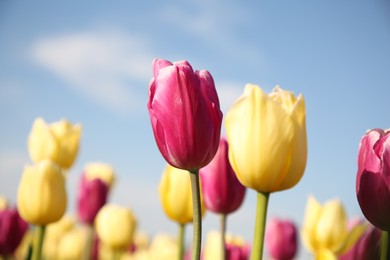 Photo of Beautiful colorful tulip flowers against blue sky, closeup