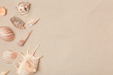 Photo of Seashells on beach sand, top view with space for text