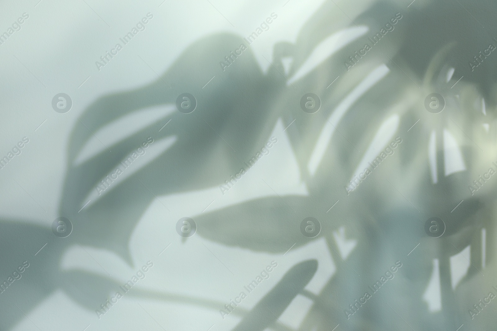 Photo of Shadow of monstera plant leaves on light background