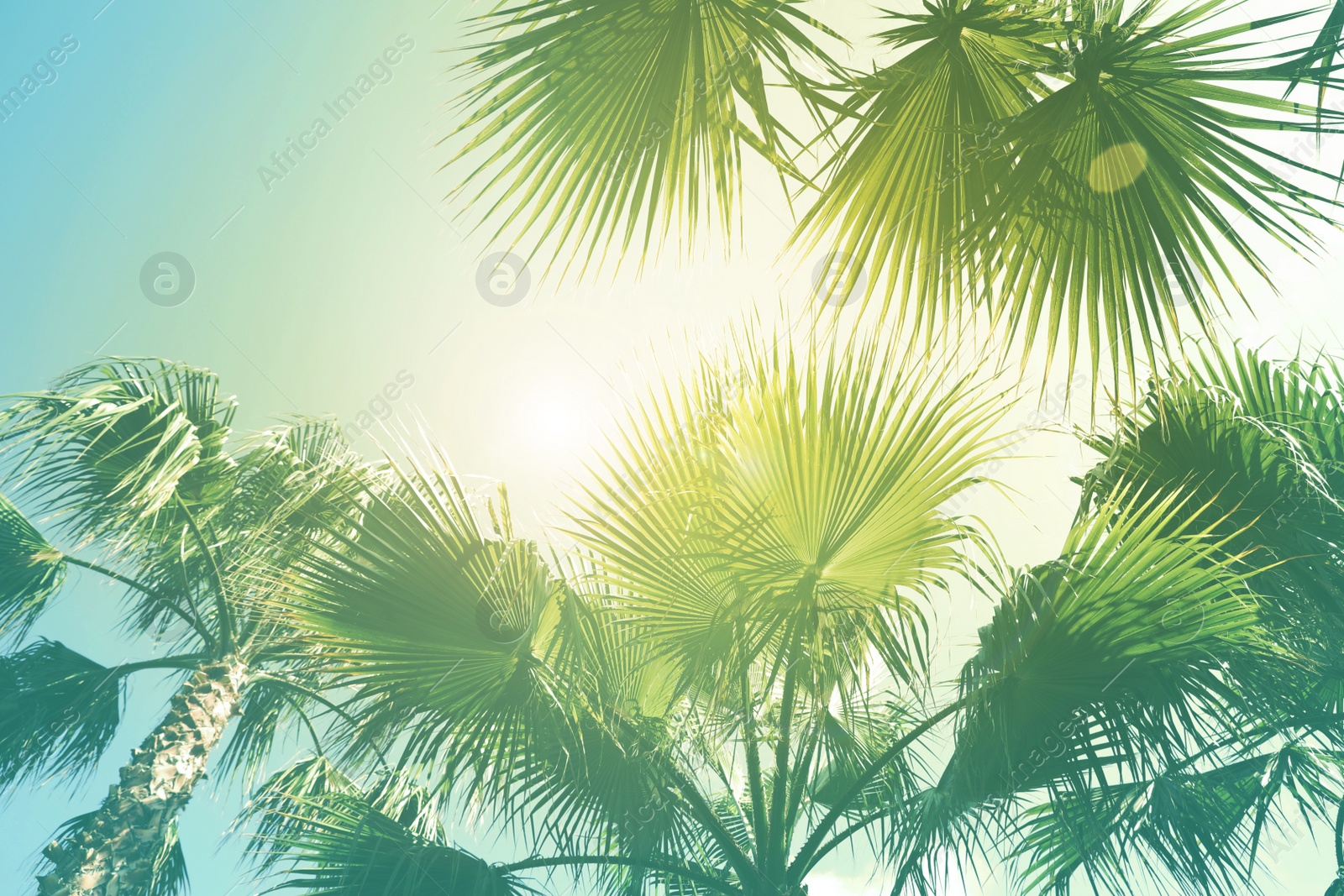 Image of Beautiful view of palm trees outdoors on sunny summer day. Stylized color toning