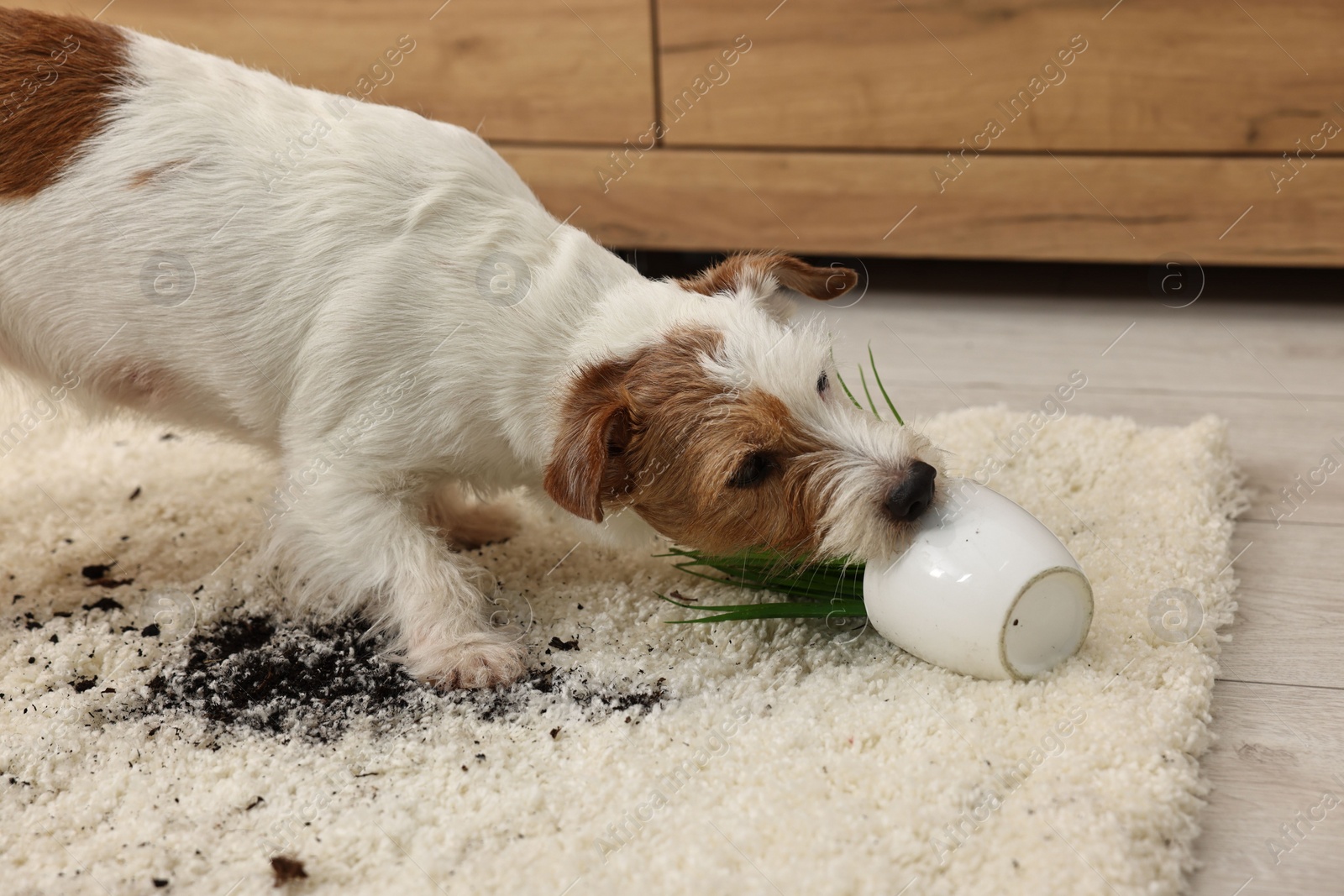 Photo of Cute dog near overturned houseplant on rug indoors