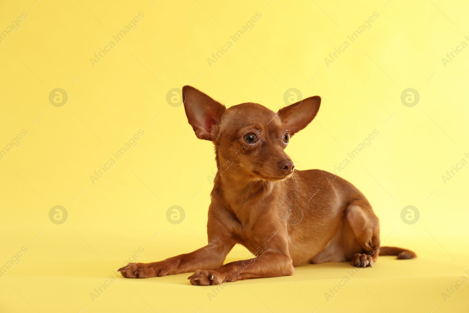 Photo of Cute toy terrier on color background. Domestic dog