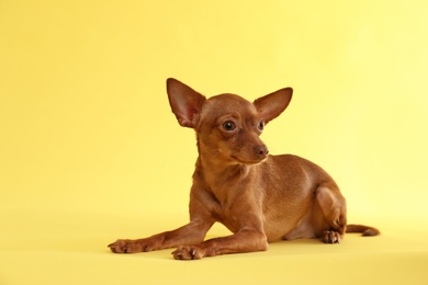 Photo of Cute toy terrier on color background. Domestic dog