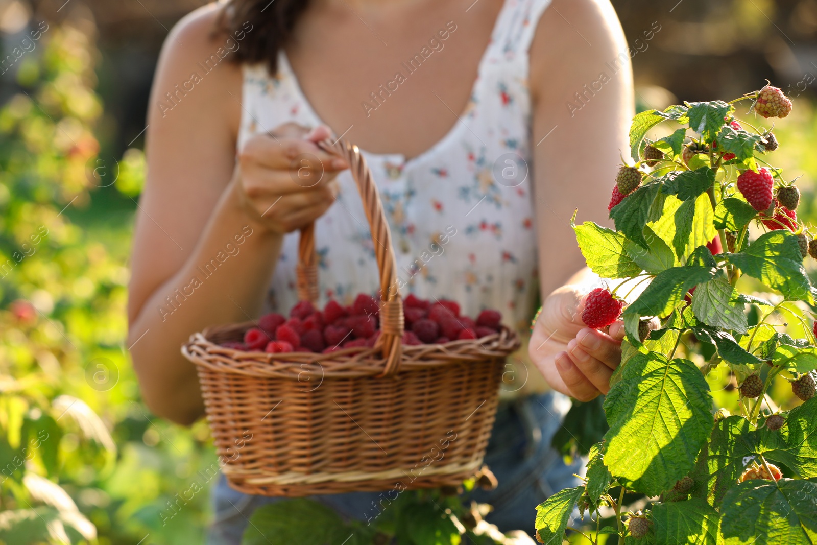 Photo of Woman with wicker basket picking ripe raspberries from bush outdoors, closeup