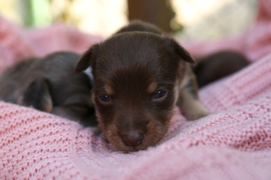 Photo of Cute puppy on pink knitted blanket, closeup