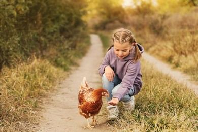 Photo of Farm animal. Cute little girl feeding chicken in countryside