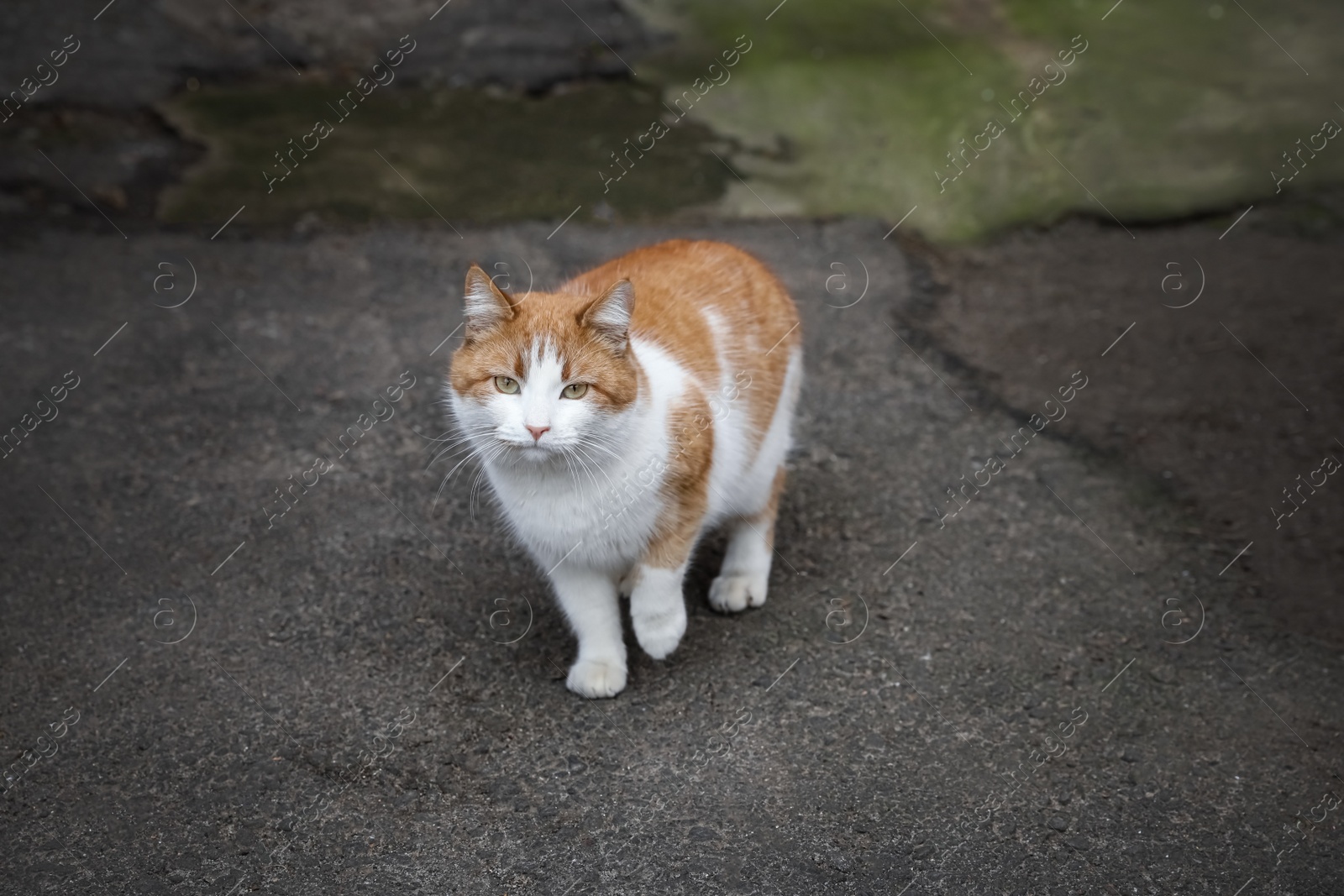 Photo of Lonely stray cat outdoors. Pet homelessness problem