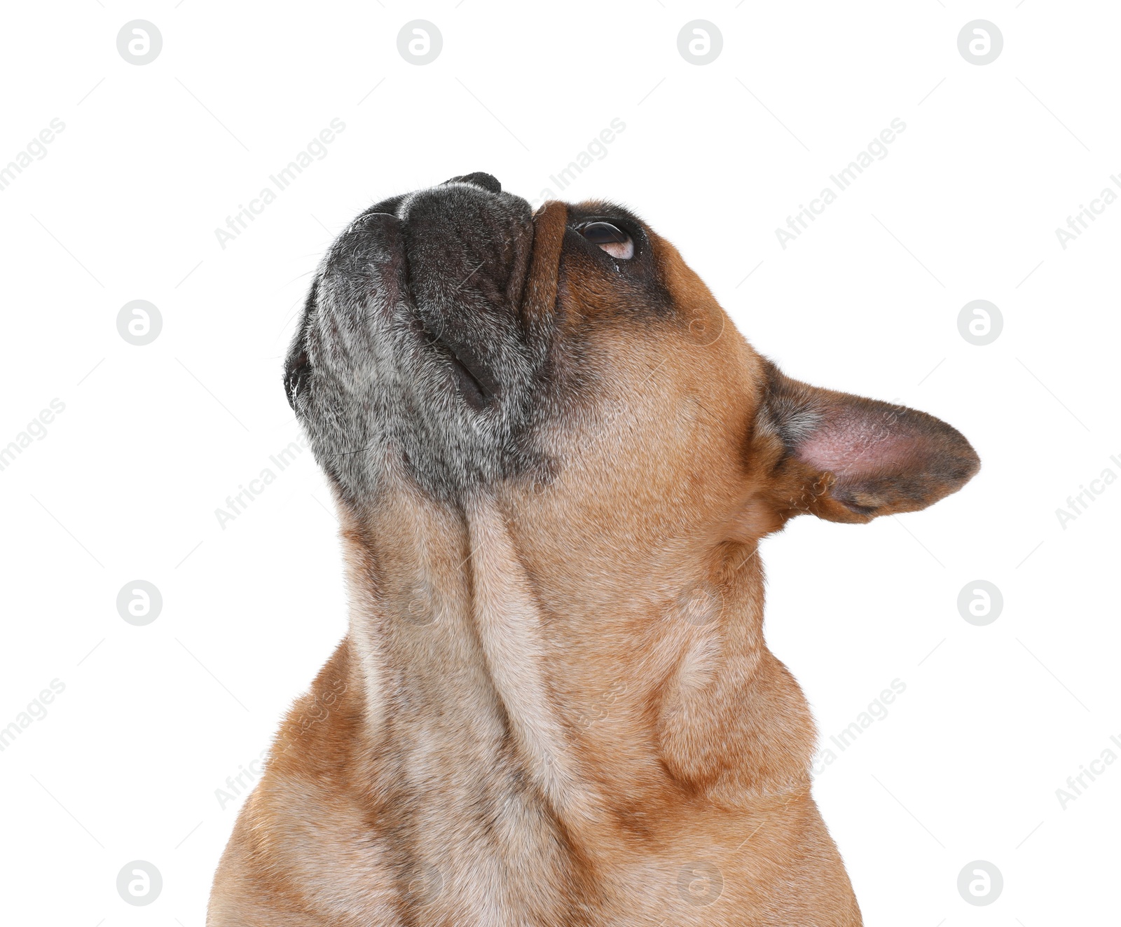 Photo of Cute French bulldog on white background. Funny pet