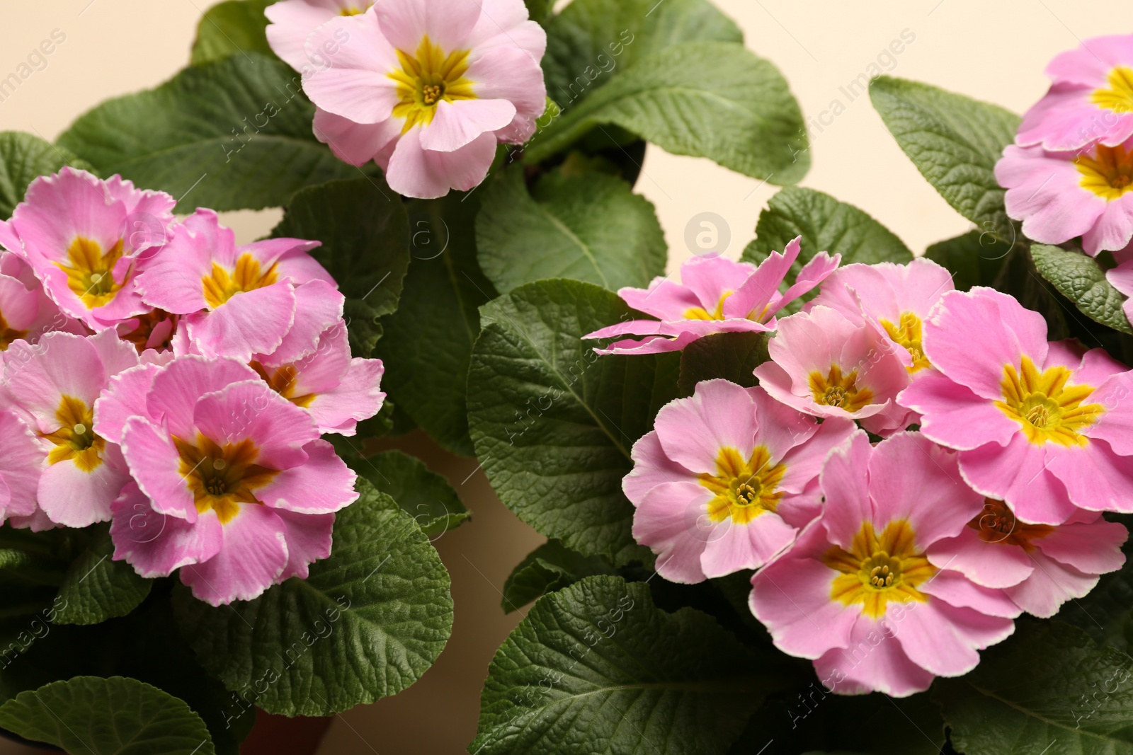 Photo of Beautiful pink primula (primrose) flowers on beige background, flat lay. Spring blossom