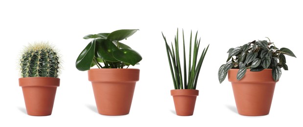 Image of Collage with different potted plants on white background. House decor