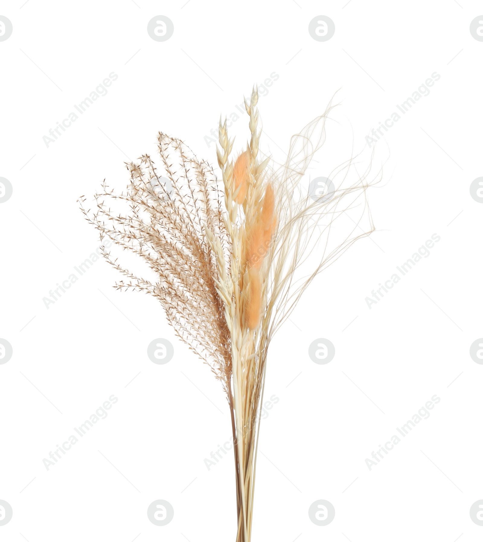 Photo of Beautiful tender dried flowers on white background.