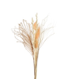 Beautiful tender dried flowers on white background.