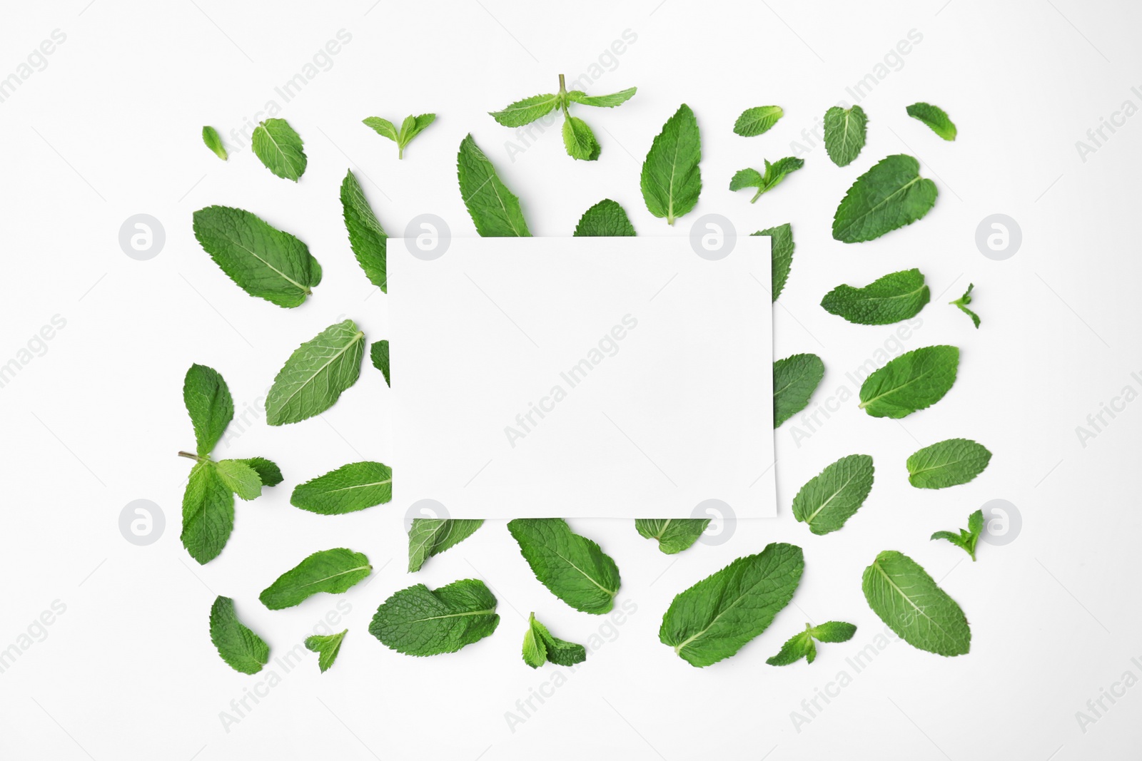 Photo of Flat lay composition with fresh green mint leaves on white background