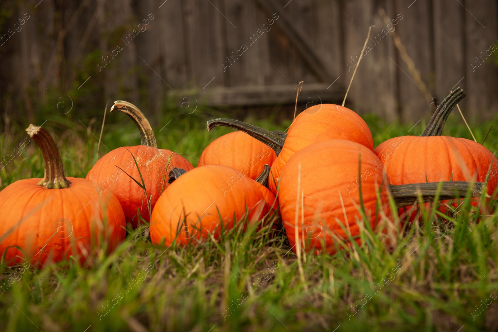 Photo of Many ripe orange pumpkins on green grass in garden