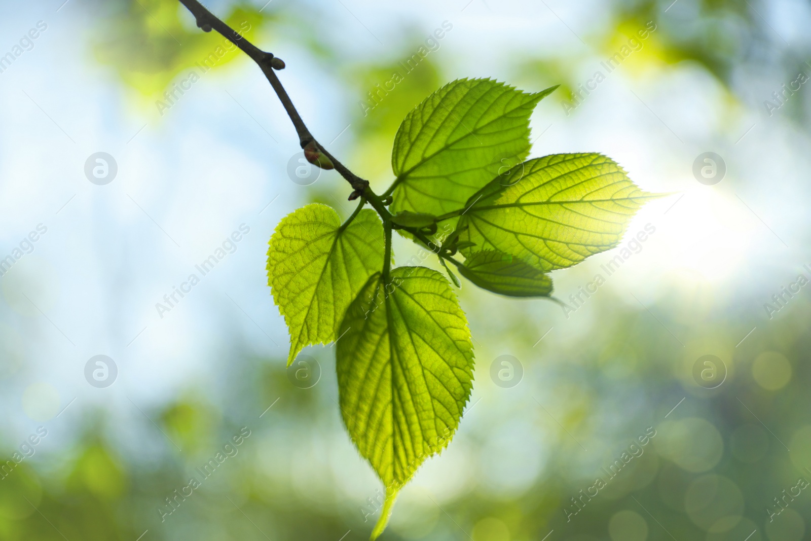 Photo of Tree branch with green leaves on sunny day