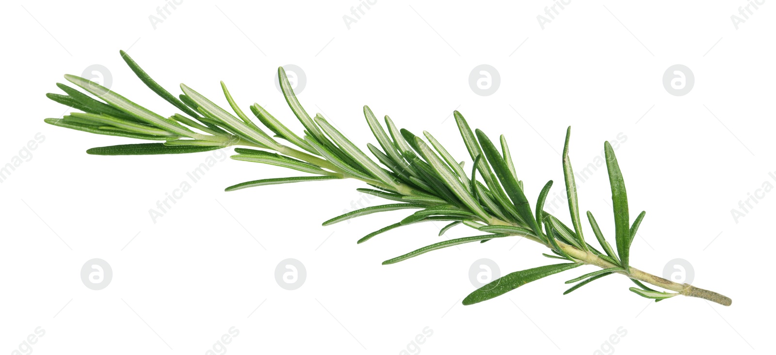 Photo of Sprig of fresh rosemary isolated on white