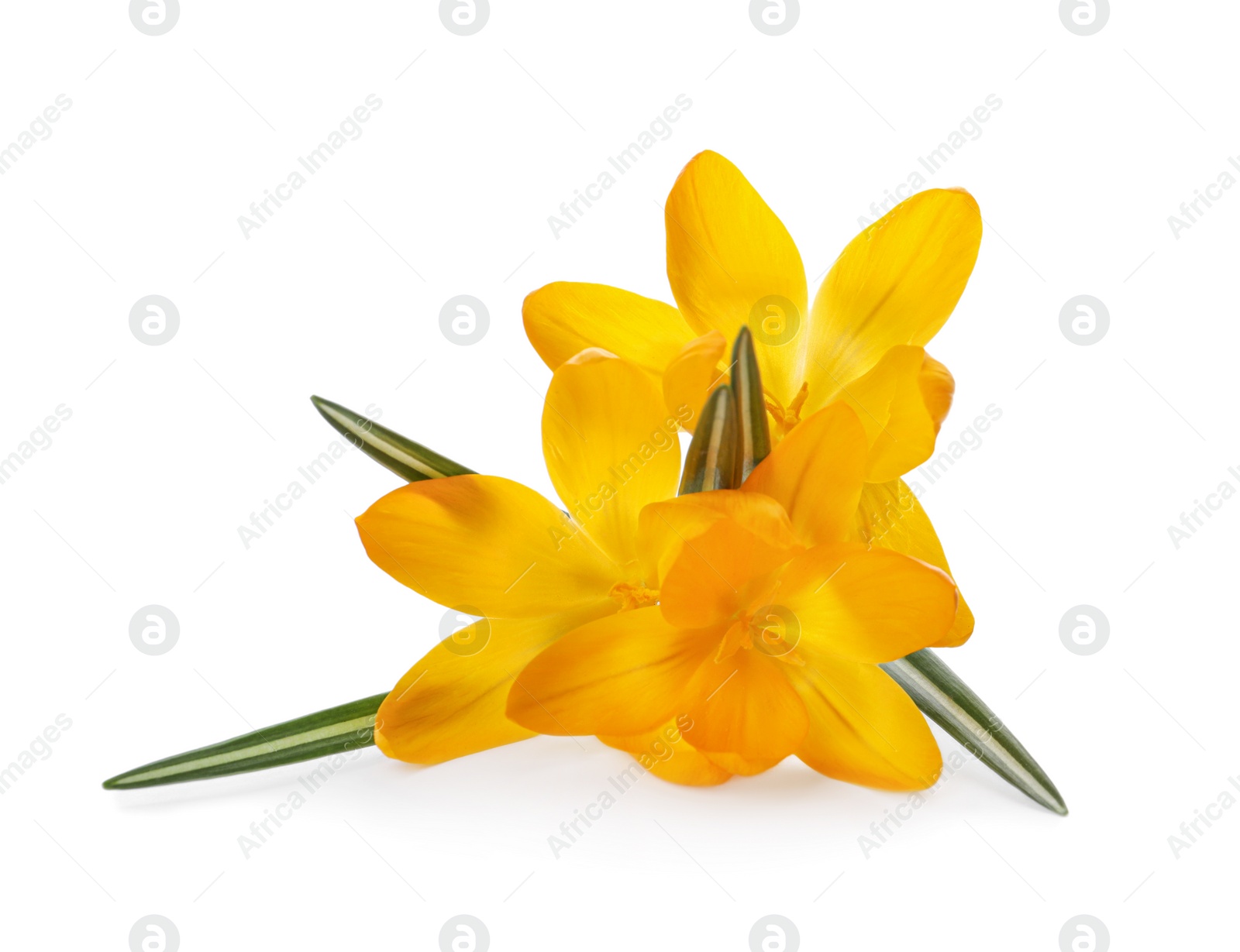 Photo of Beautiful yellow crocus flowers on white background