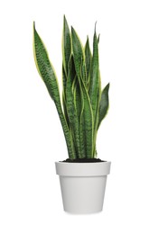 Photo of Beautiful Sansevieria plant in pot isolated on white. House decor
