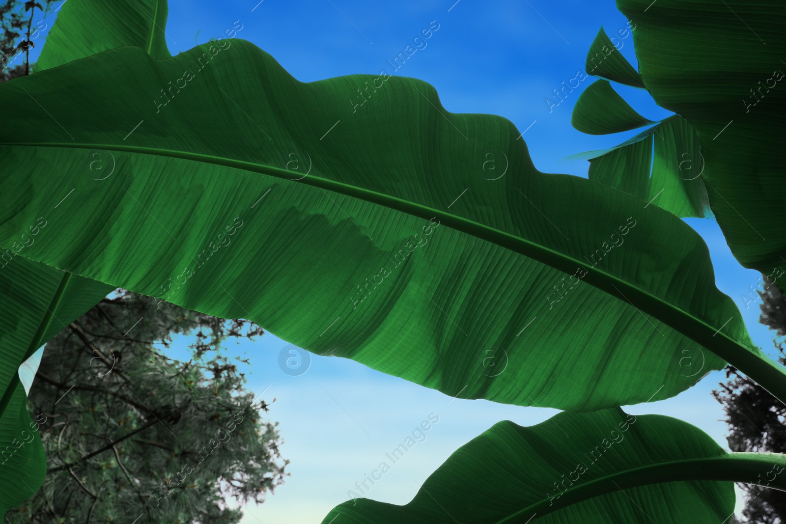 Photo of Banana plant with beautiful green leaves outdoors, low angle view. Tropical vegetation