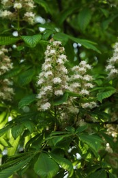 Photo of Blossoming chestnut tree outdoors on spring day