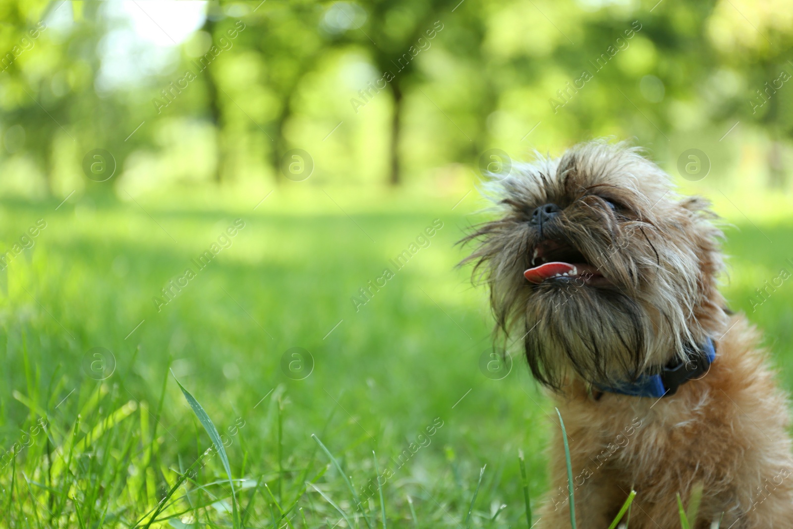 Photo of Cute fluffy dog on green grass in park. Space for text